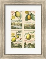 Miniature Lemons Fine Art Print