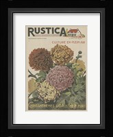 Plantez Des Chrysanthemes Fine Art Print