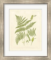Ferns with Platemark I Fine Art Print