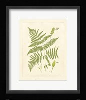 Ferns with Platemark I Fine Art Print