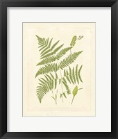 Ferns with Platemark I Framed Print