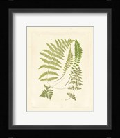 Ferns with Platemark II Fine Art Print