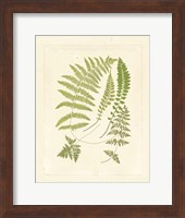 Ferns with Platemark II Fine Art Print