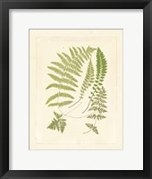 Ferns with Platemark II Framed Print
