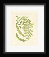 Ferns with Platemark III Fine Art Print