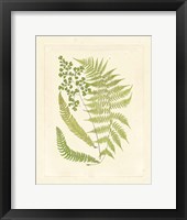 Ferns with Platemark III Framed Print
