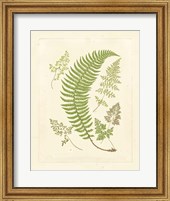 Ferns with Platemark IV Fine Art Print