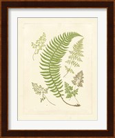 Ferns with Platemark IV Fine Art Print