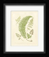 Ferns with Platemark IV Fine Art Print