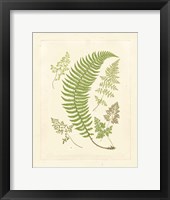 Ferns with Platemark IV Framed Print