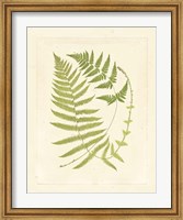 Ferns with Platemark V Fine Art Print