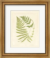 Ferns with Platemark V Fine Art Print