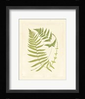 Ferns with Platemark V Fine Art Print