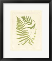 Ferns with Platemark V Fine Art Print