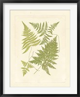 Ferns with Platemark VI Fine Art Print