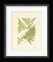 Ferns with Platemark VI Fine Art Print