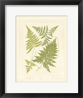 Ferns with Platemark VI Framed Print