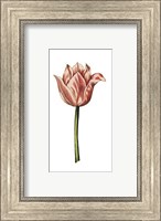Tulip Time I Fine Art Print