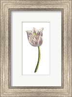 Tulip Time II Fine Art Print