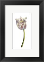 Tulip Time II Fine Art Print
