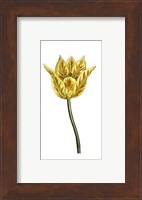 Tulip Time III Fine Art Print