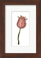 Tulip Time IV Fine Art Print