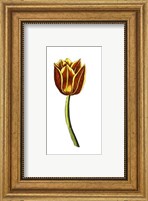 Tulip Time VI Fine Art Print