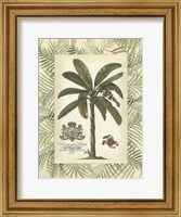 Palm in Bamboo Frame II Fine Art Print