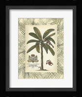 Palm in Bamboo Frame II Fine Art Print
