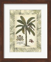 Palm in Bamboo Frame II Fine Art Print