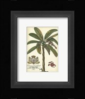 Palm and Crest II Fine Art Print