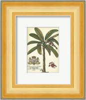Palm and Crest II Fine Art Print