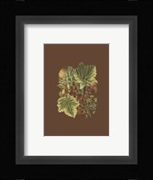 Fruit on Burgundy II Framed Print