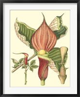 Botanical Fantasy I Fine Art Print