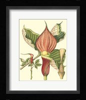 Botanical Fantasy I Framed Print