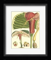 Botanical Fantasy II Framed Print