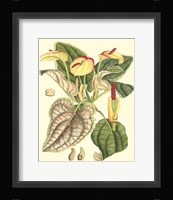 Botanical Fantasy III Framed Print