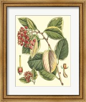 Botanical Fantasy IV Fine Art Print