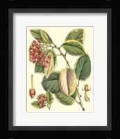 Botanical Fantasy IV Framed Print