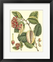 Botanical Fantasy IV Framed Print