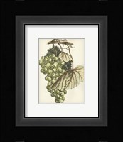 Green Grapes I Framed Print