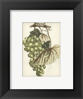 Green Grapes I Fine Art Print