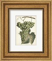 Green Grapes II Fine Art Print