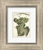 Green Grapes II Fine Art Print