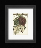 Red Grapes I Framed Print
