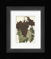 Red Grapes II Framed Print