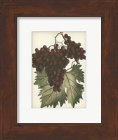 Red Grapes II Fine Art Print