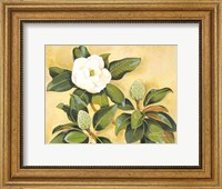 Southern Magnolia II Fine Art Print