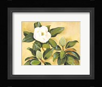 Southern Magnolia II Fine Art Print