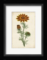 Vibrant Curtis Botanicals I Framed Print